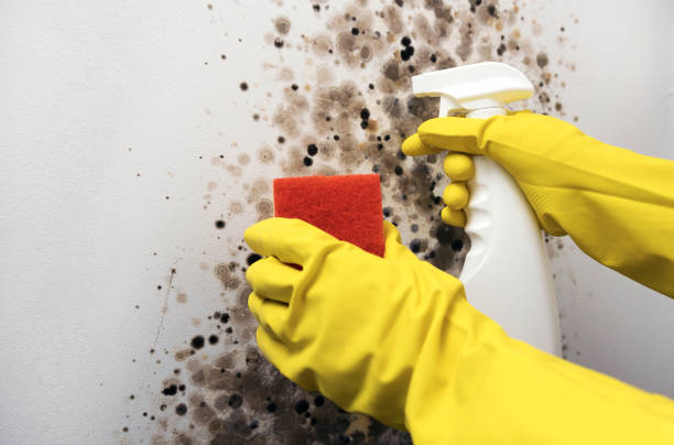 Mold Removal and Inspection in Kenton, TN