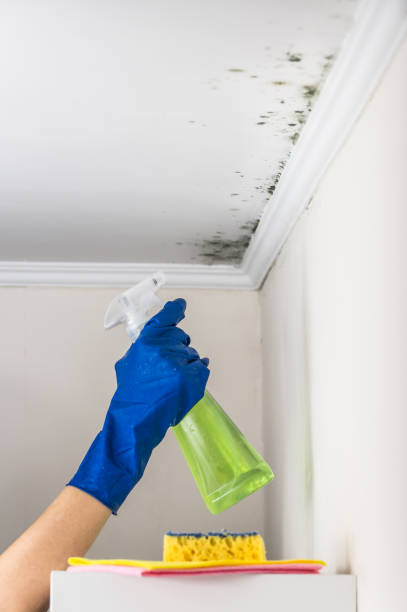 Attic Mold Removal in Kenton, TN
